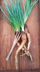 Crosnes, Salsify, and Skirret: Rare Root Crops Image